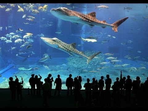 Dubai Aquarium, The Dubai Mall